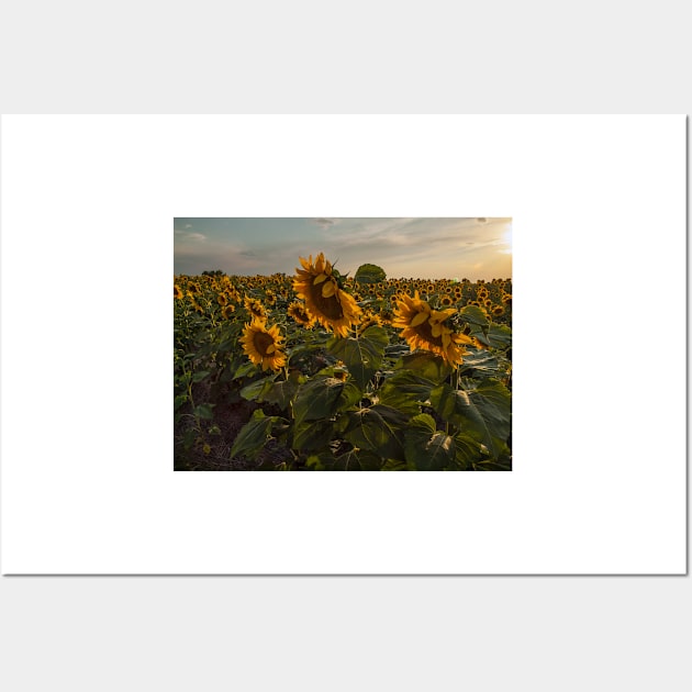 Sunflowers Wall Art by algill